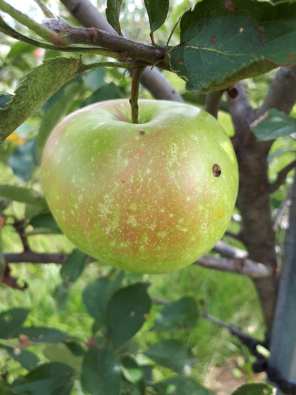 Rhode Island Greening Apple