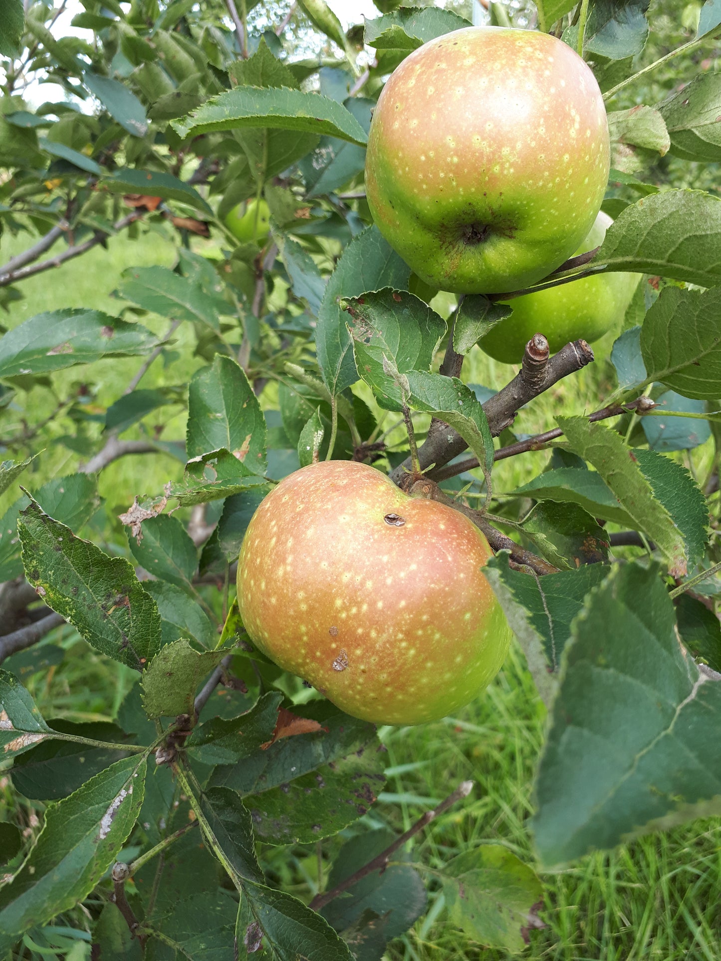 Rhode Island Greening Apple