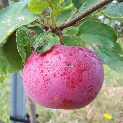 Rouville Apple