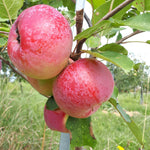 Rouville Apple