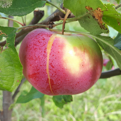 Rouville Apple