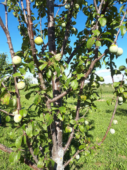 Mirabelle European Plum