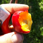 Toka Hybrid Plum with a bite out of it