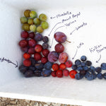 Yakima European Plum