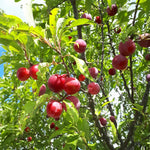 Toka Hybrid Plums in the tree