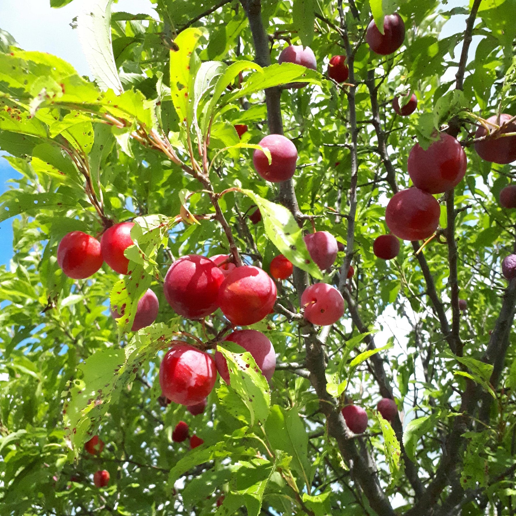 Toka Hybrid Plums in the tree