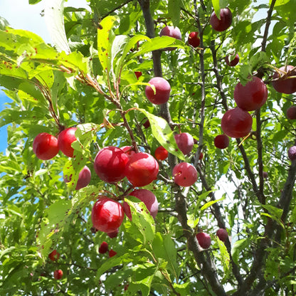 Toka Hybrid Plum