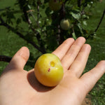 Mirabelle European Plum