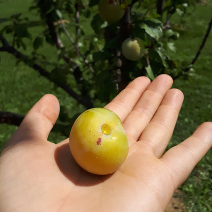 Mirabelle European Plum