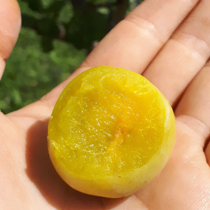 Mirabelle European Plum with a bite out of it