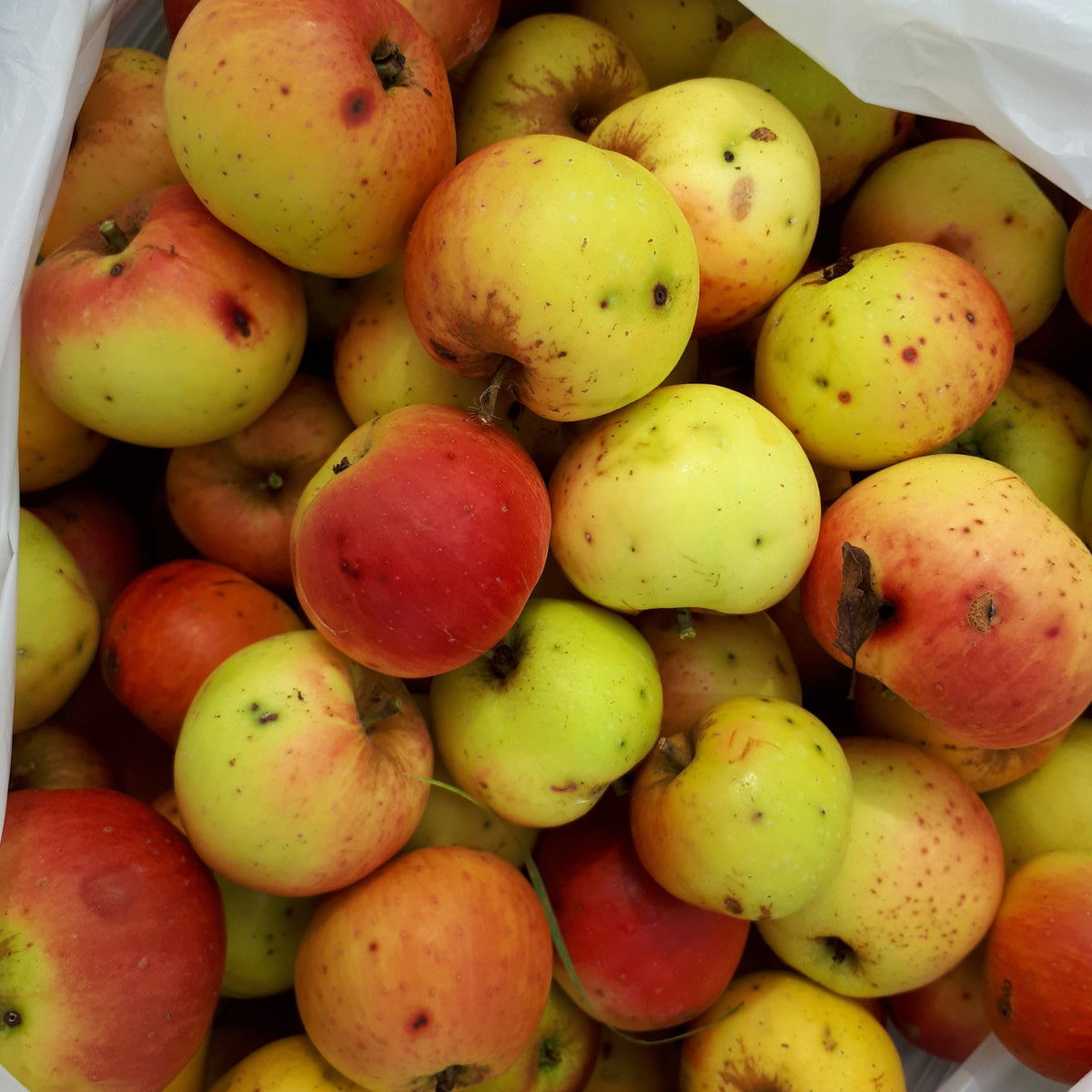 Muscadet de Dieppe Apple