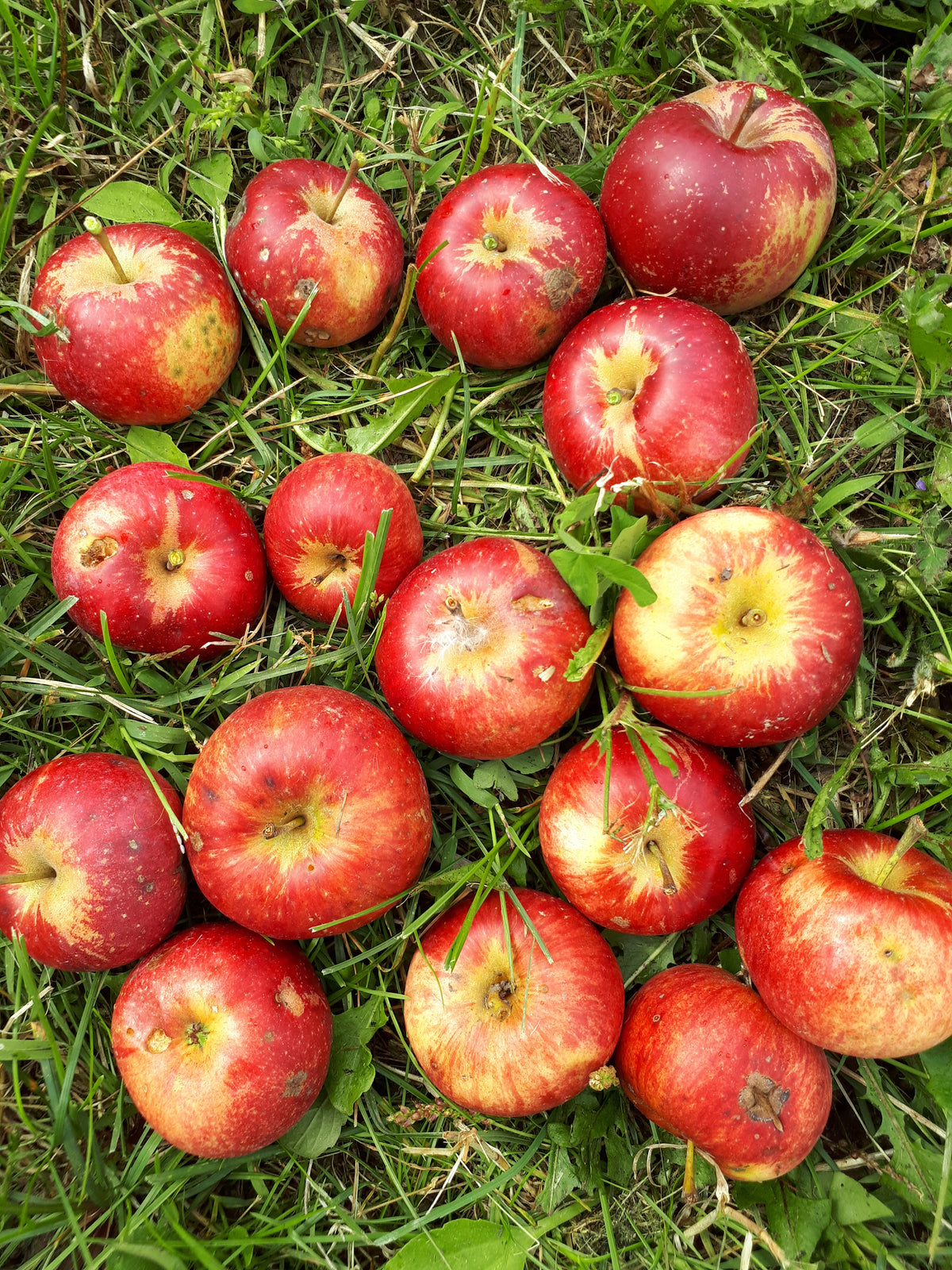 Miki Life Apple