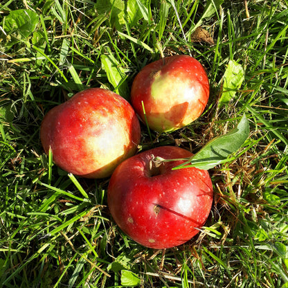 Red Gravenstein Apple