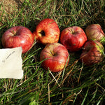 St. Lawrence Apple