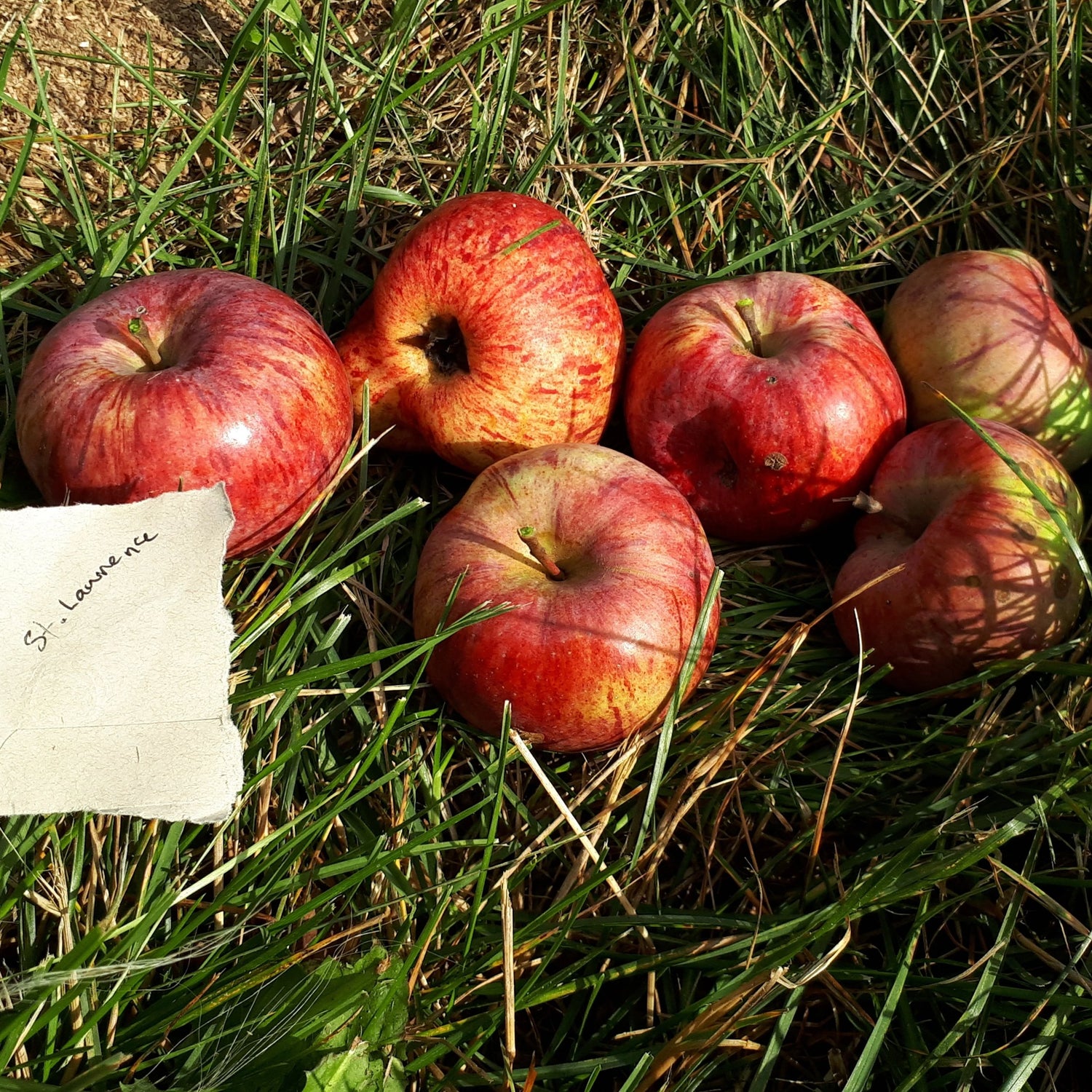 St. Lawrence Apple