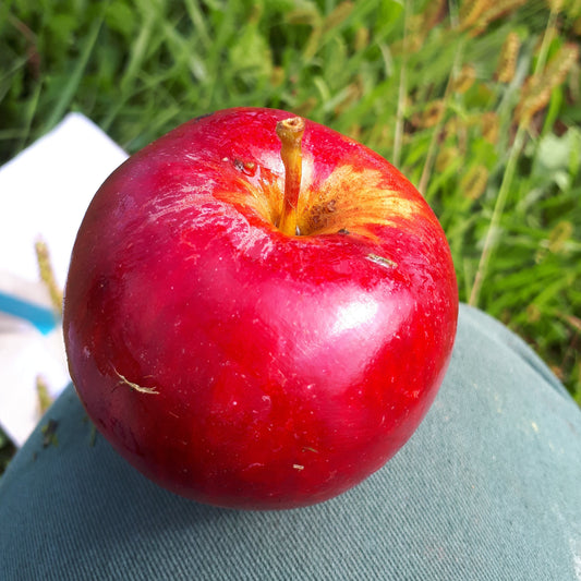 Tydeman's Red Apple