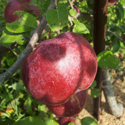 Liberty Apple