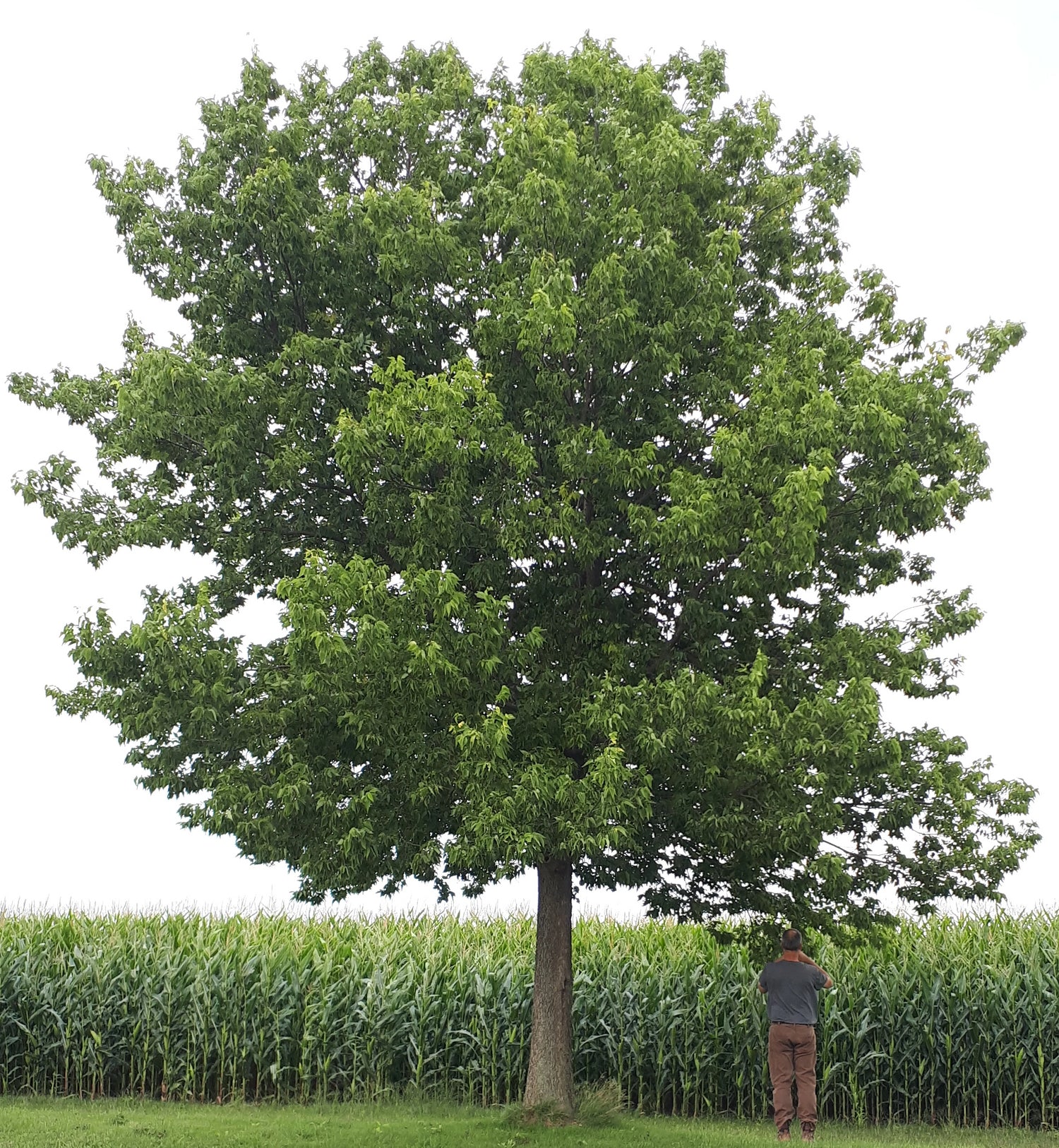 Hackberry tree