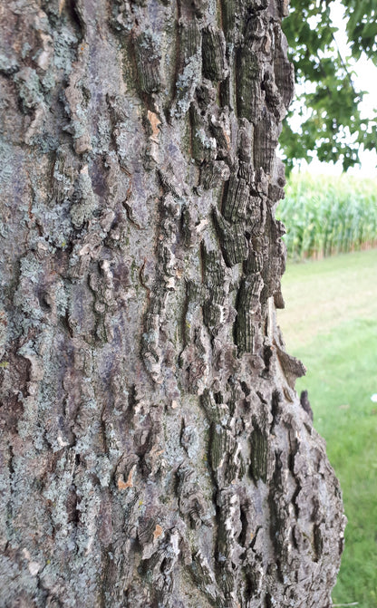 Hackberry Seedling