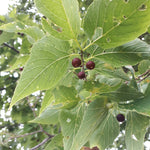 Hackberry Seedling