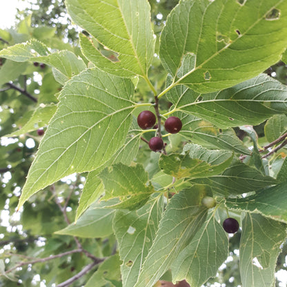 Hackberry Seedling