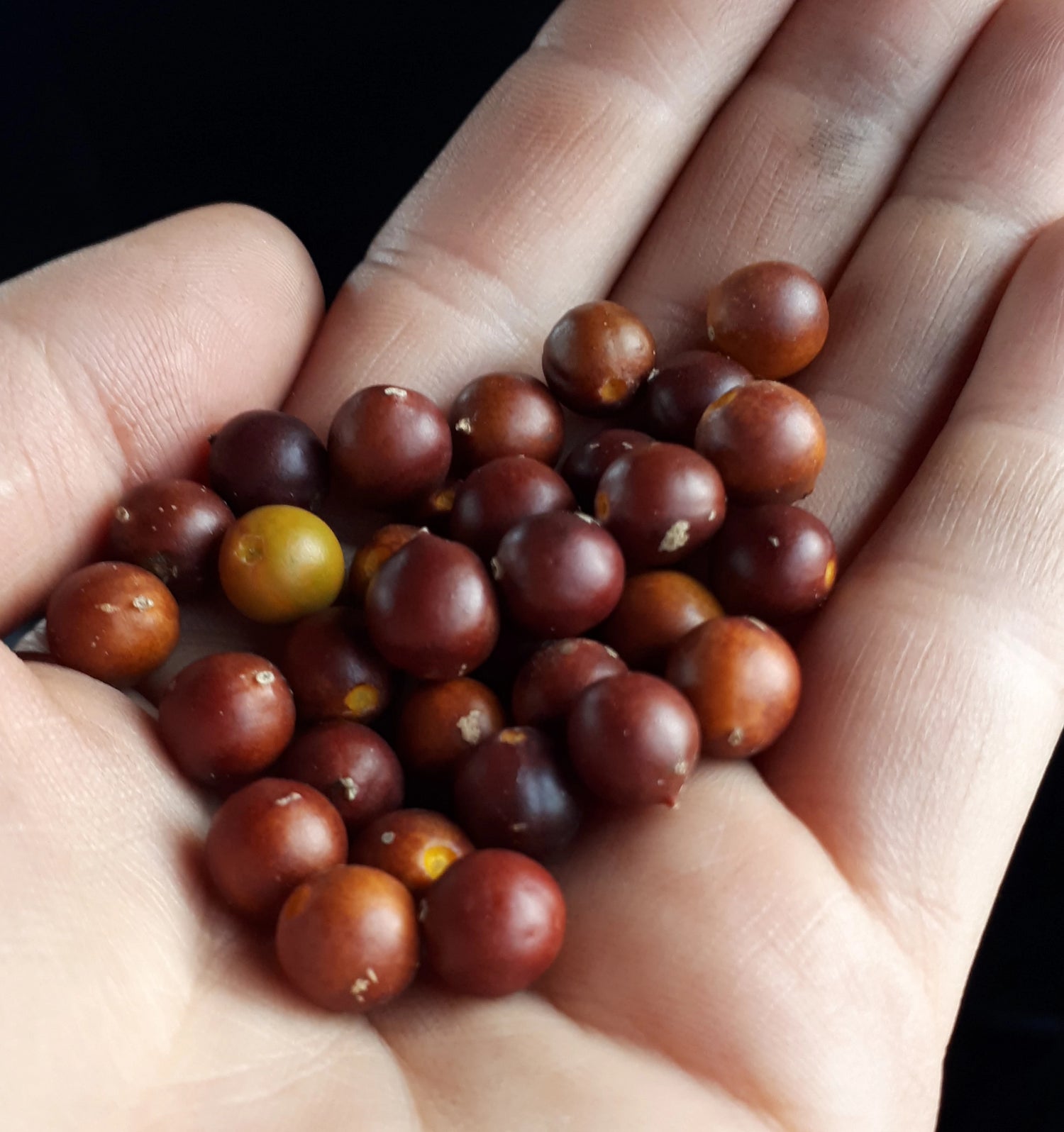 handful of hackberries