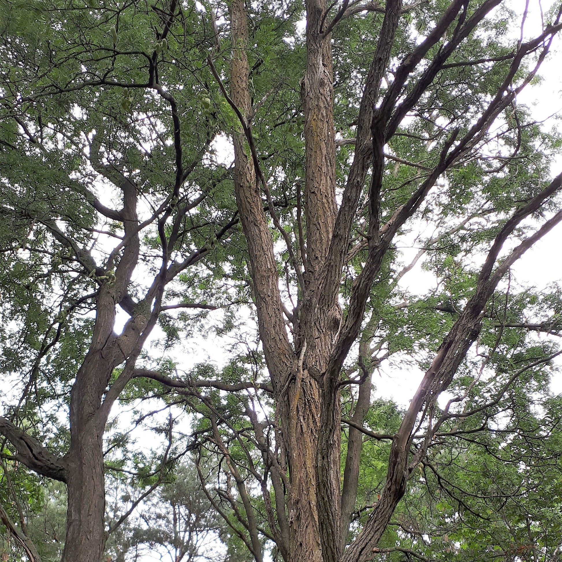 Black Locust trees - looking up at the canopy of mature trees.