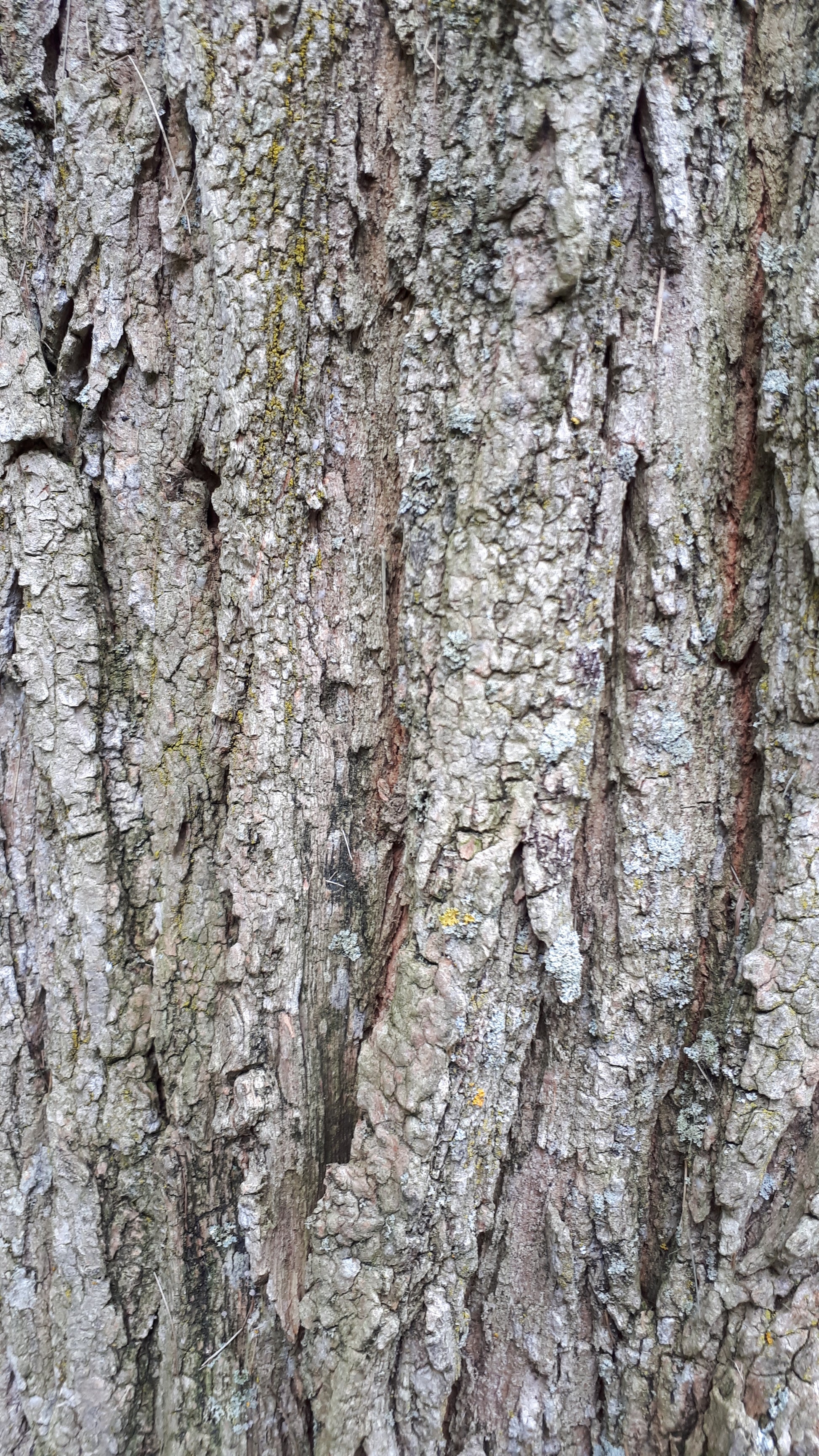 Black Locust tree bark closeup.