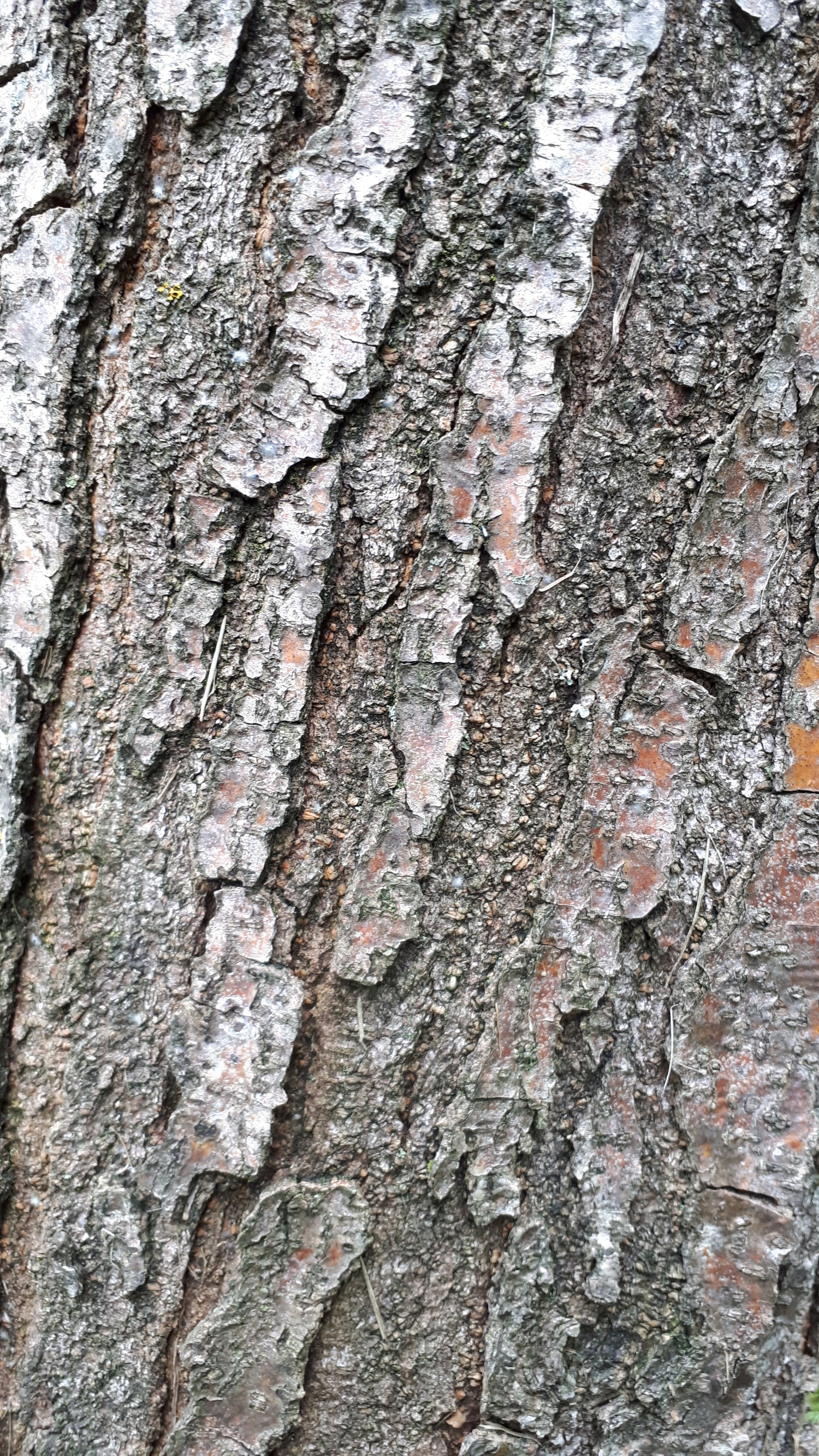 Honey Locust Seedling Bareroot