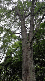 Thornless Honey Locust Seedling
