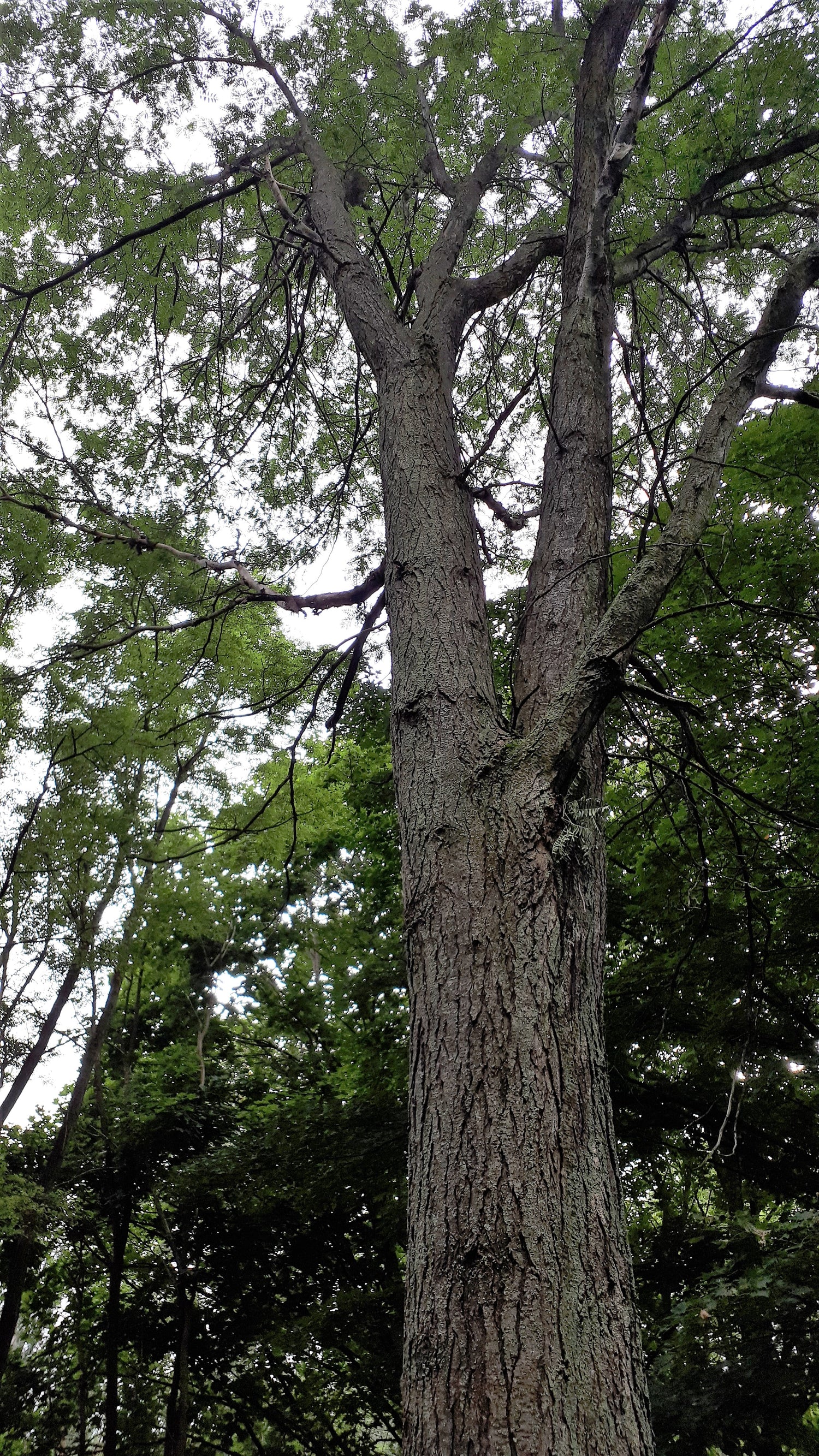 Thornless Honey Locust Seedling