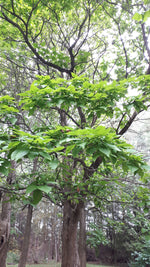 Northern Catalpa tree