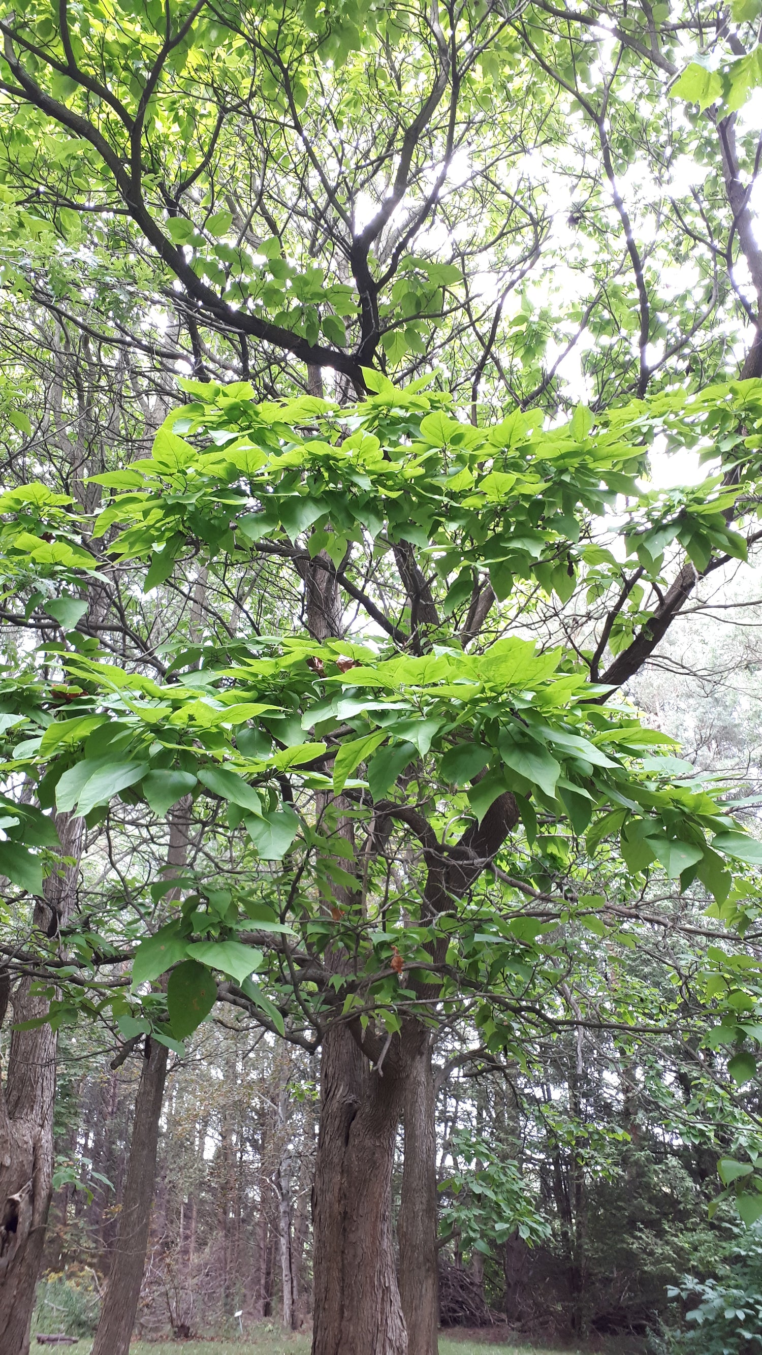 Northern Catalpa tree