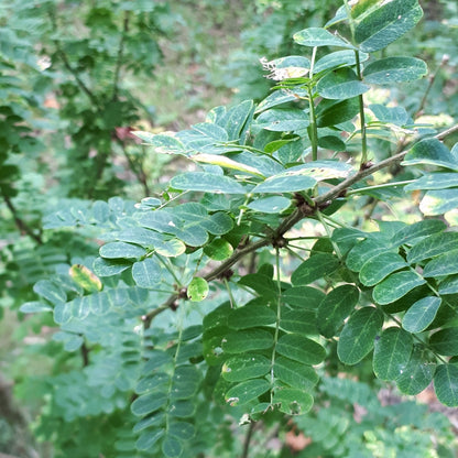 Siberian Pea Shrub leaves closeup