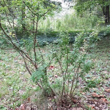 Siberian Pea Shrub