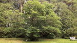 Eastern Redbud Tree at an arboretum