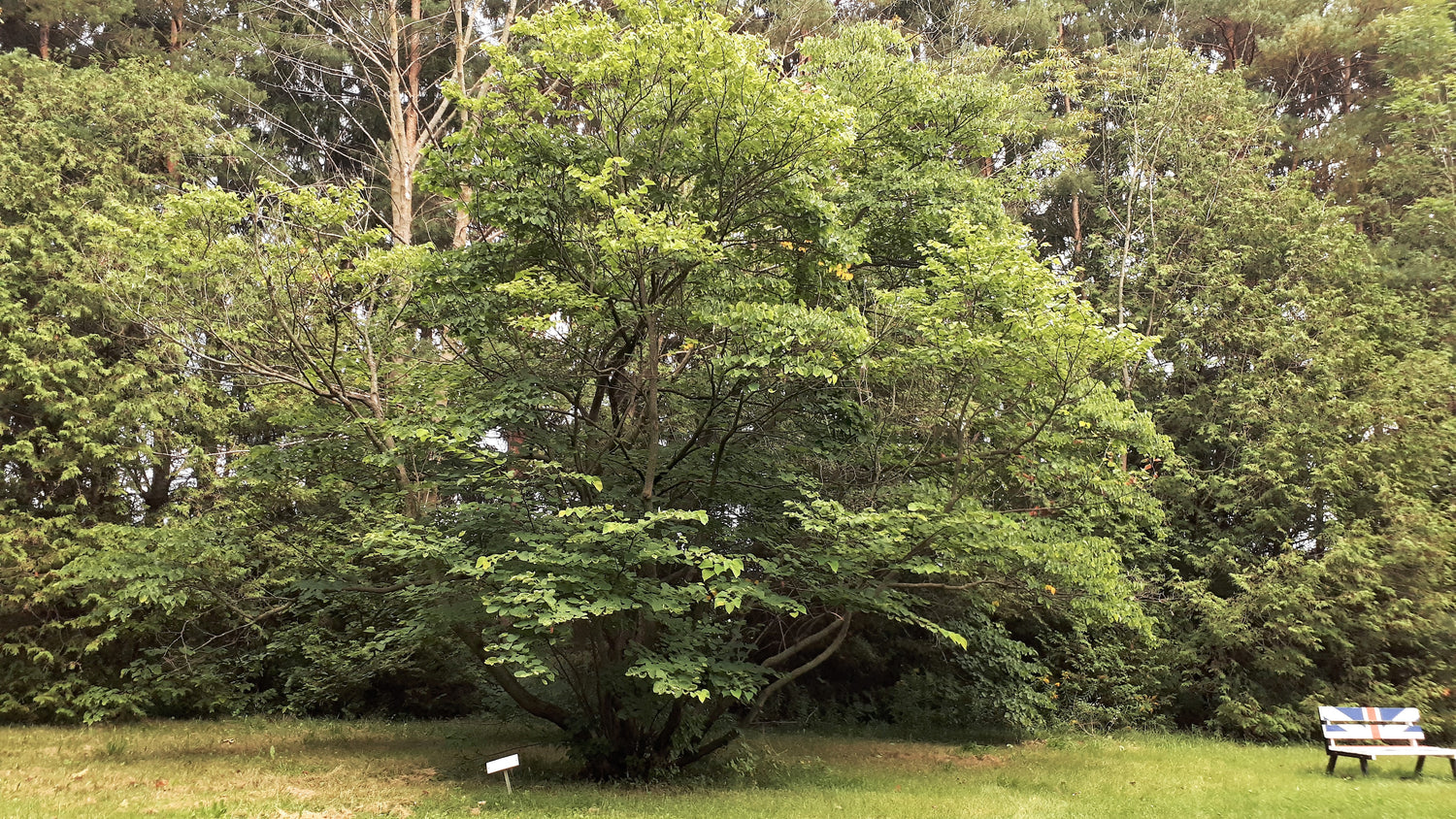 Eastern Redbud Tree at an arboretum