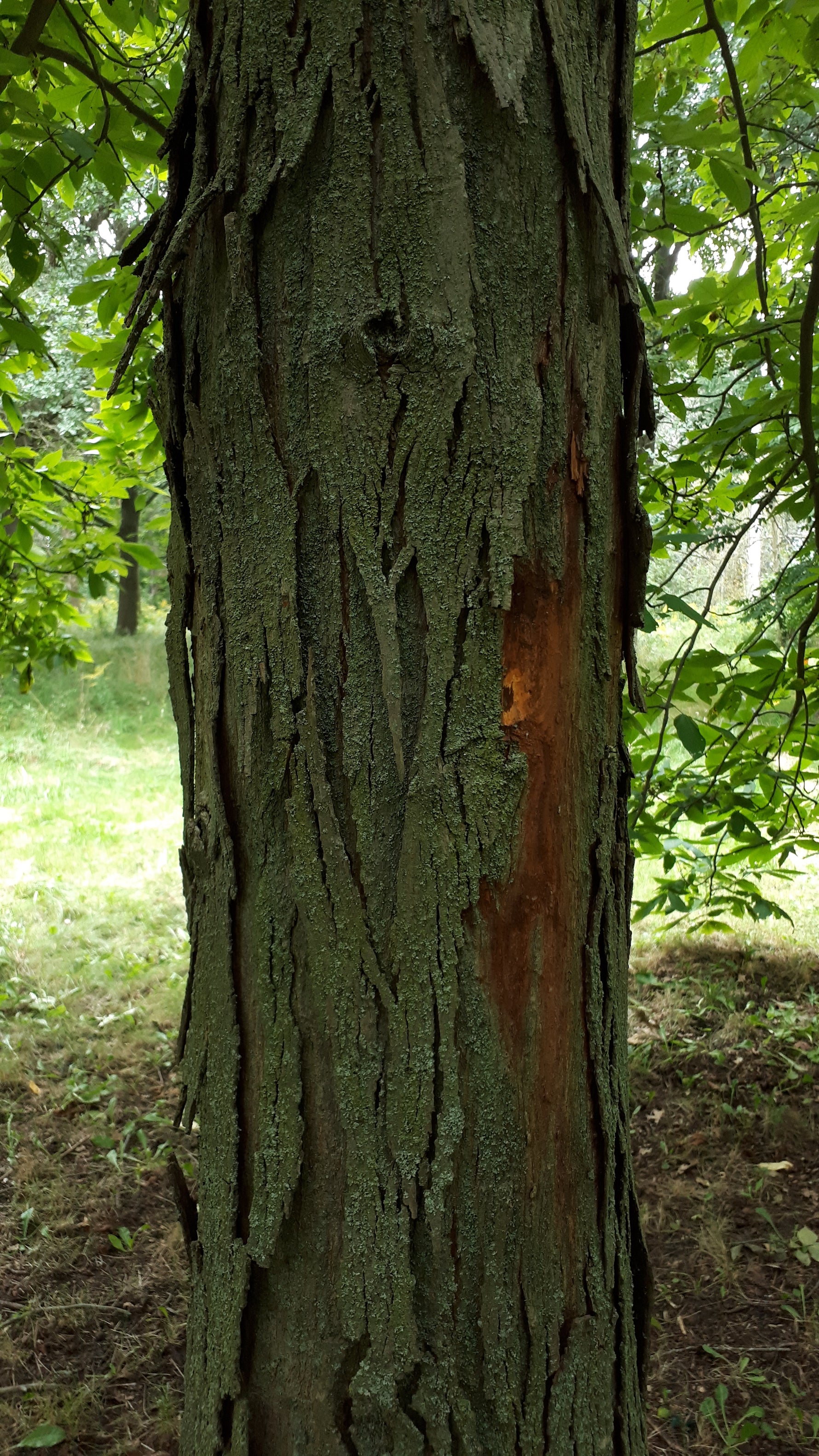 Shagbark Hickory Seedling -view of bark on older tree