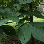 Shagbark Hickory Seedling