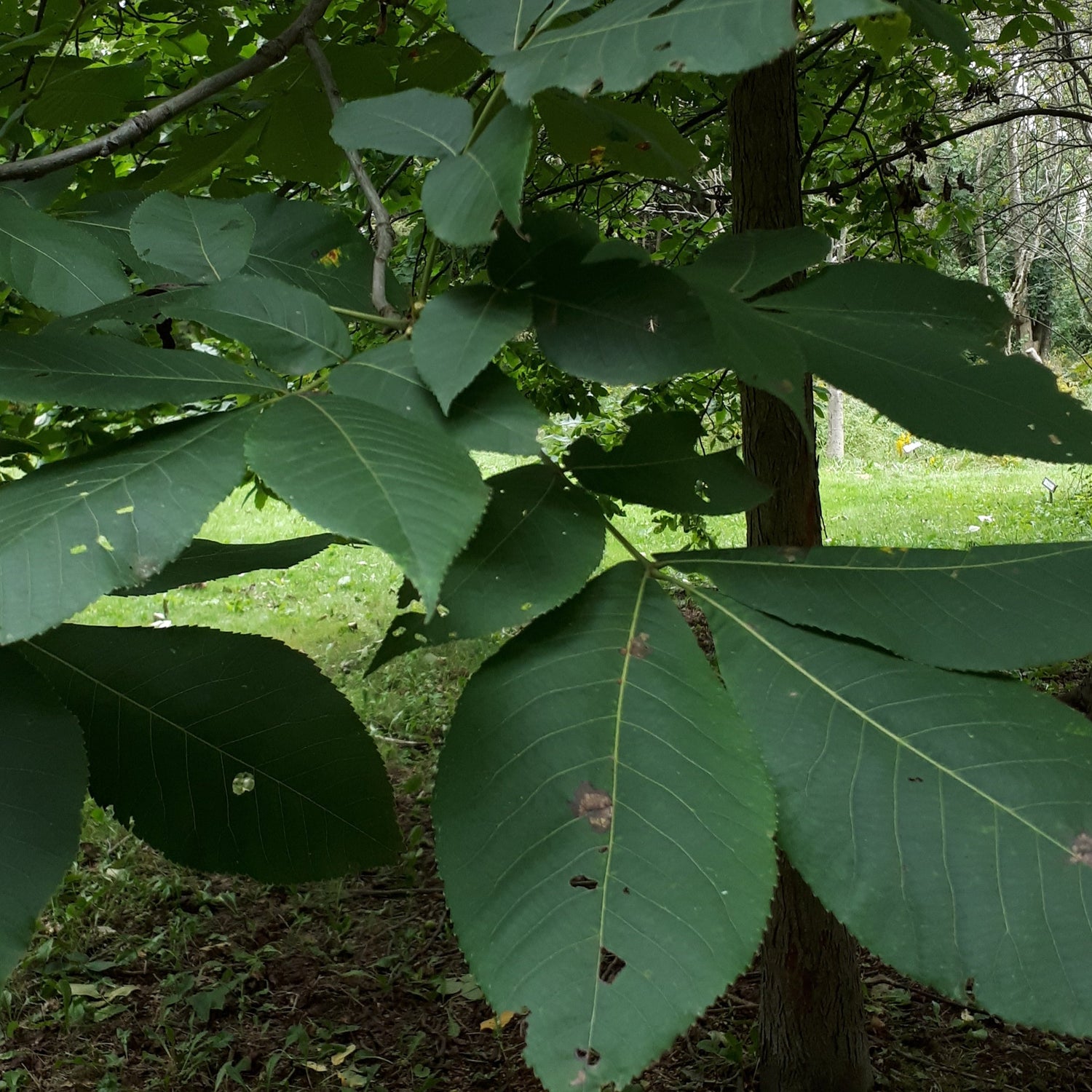 Shagbark Hickory Seedling