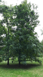 Shagbark Hickory Seedling 0 view of mature tree