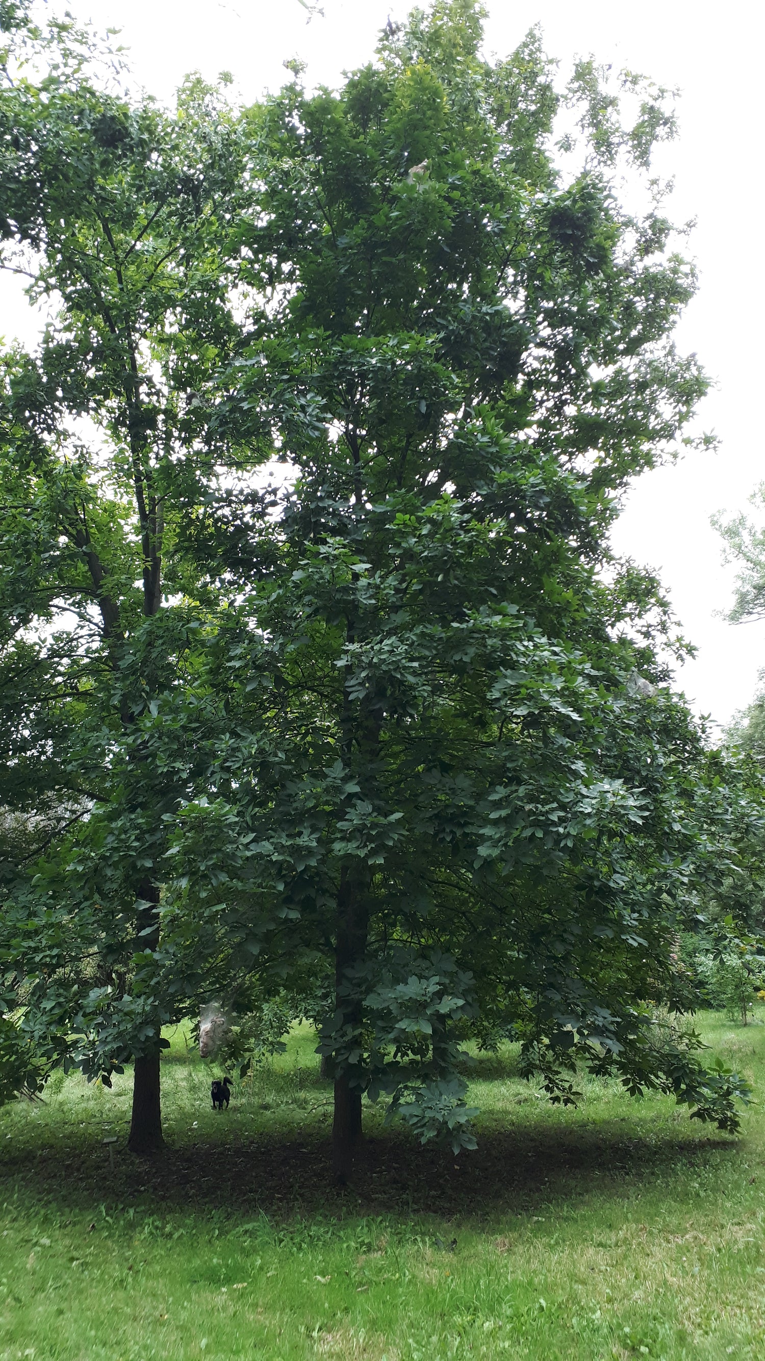 Shagbark Hickory Seedling 0 view of mature tree