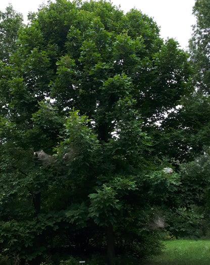 Shellbark Hickory Seedling - view of mature tree