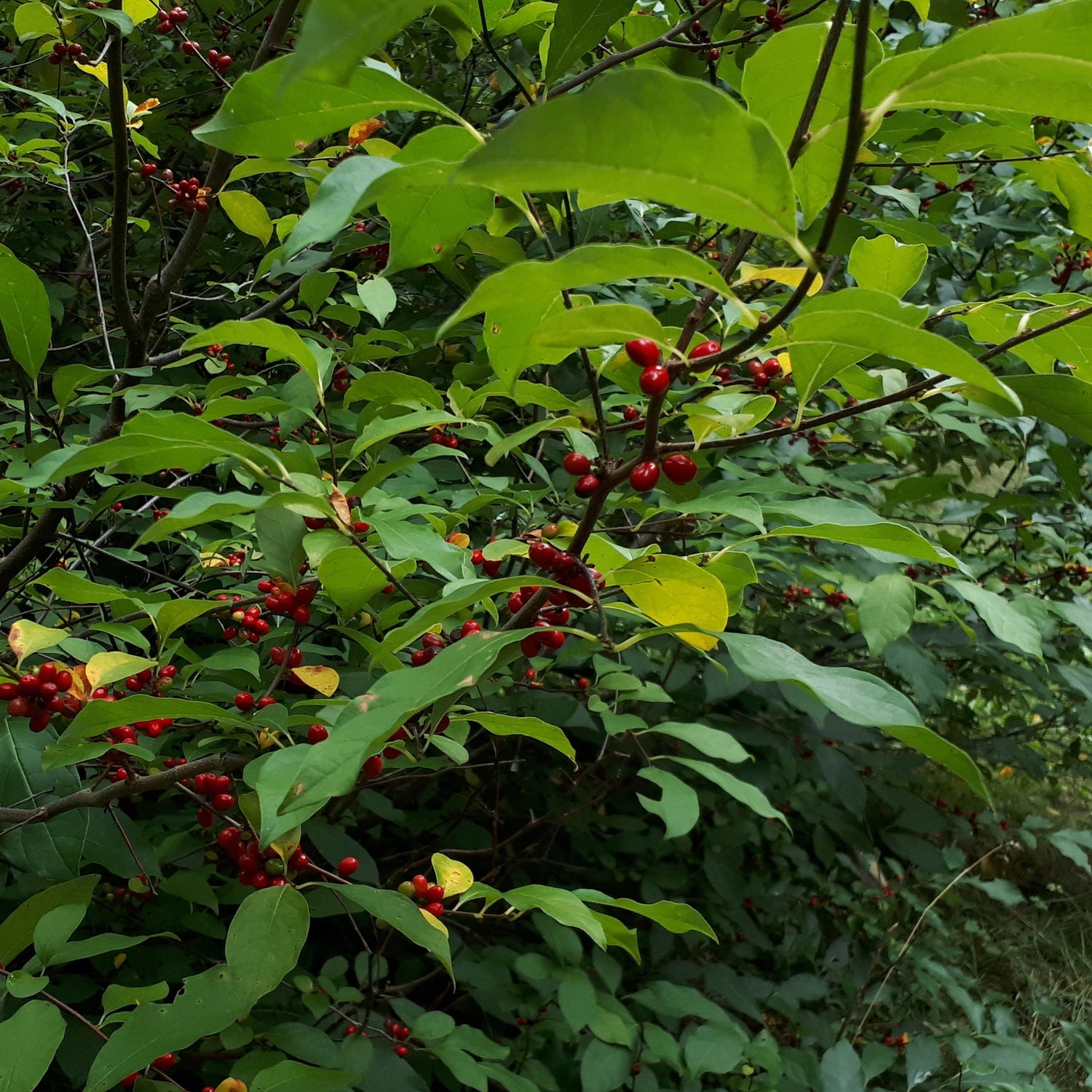 Spicebush Seedling