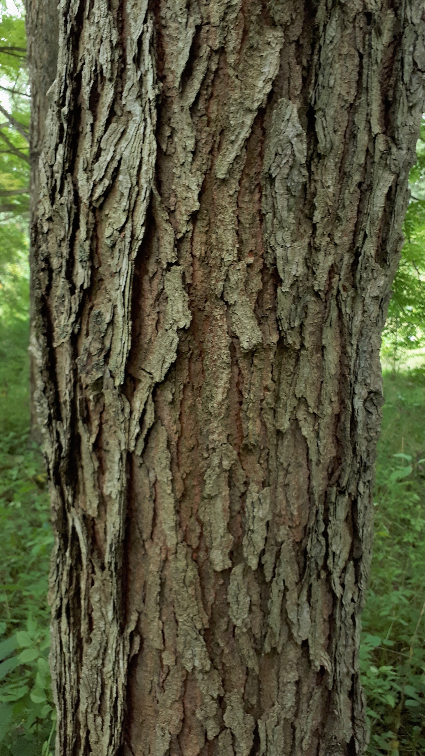 Kentucky Coffeetree Seedling