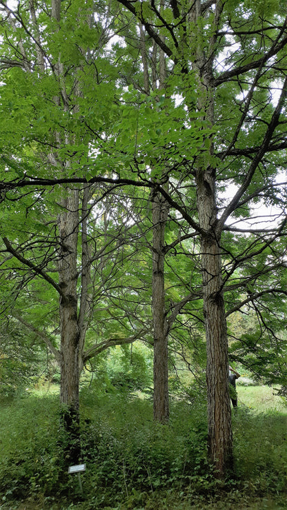 Kentucky Coffeetree - mature tree