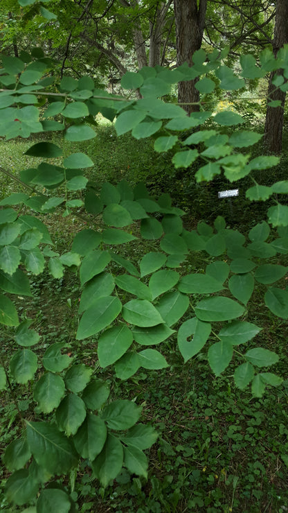 Kentucky Coffeetree - leaves