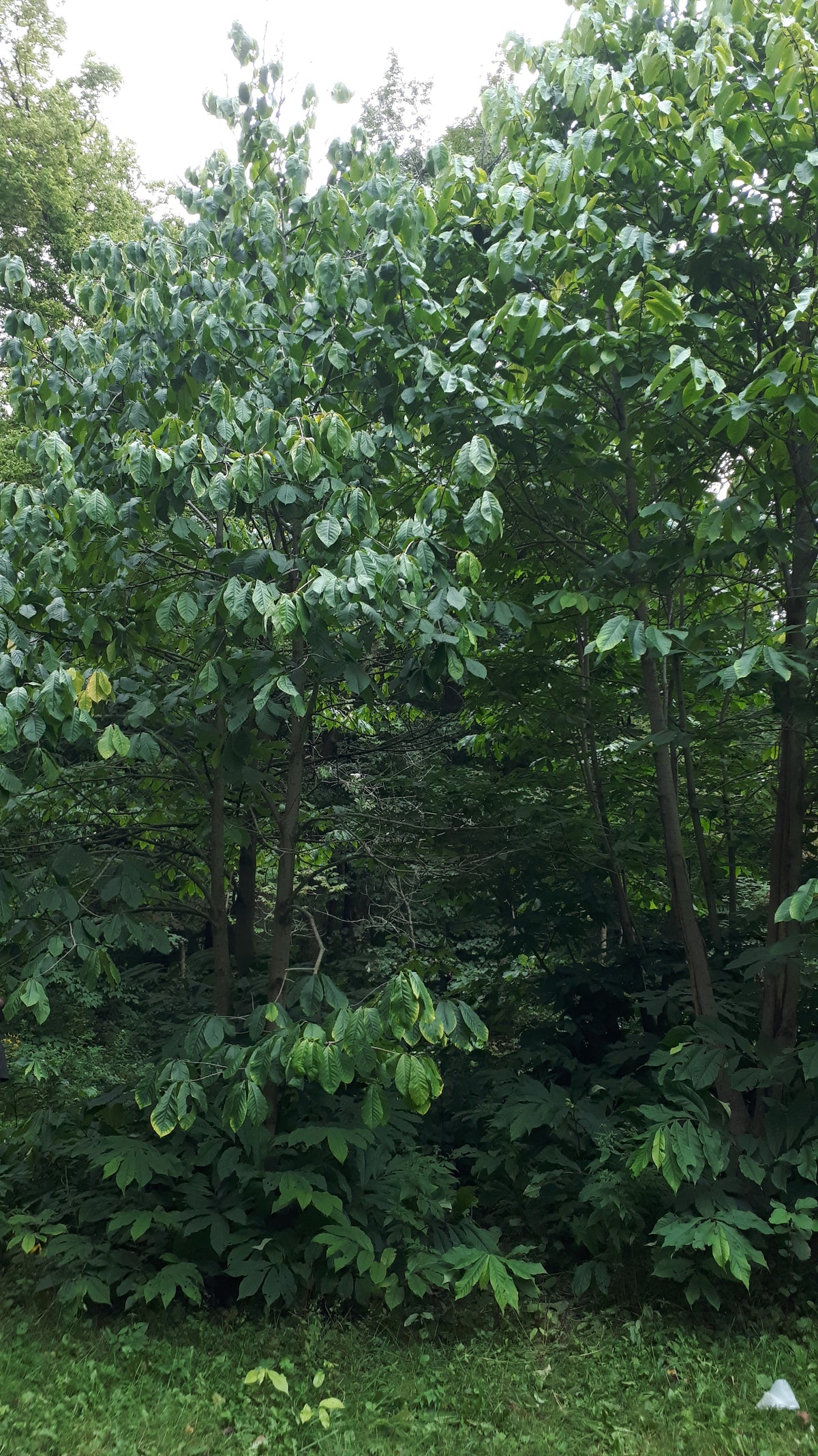 Pawpaw Seedling - view of mature tree