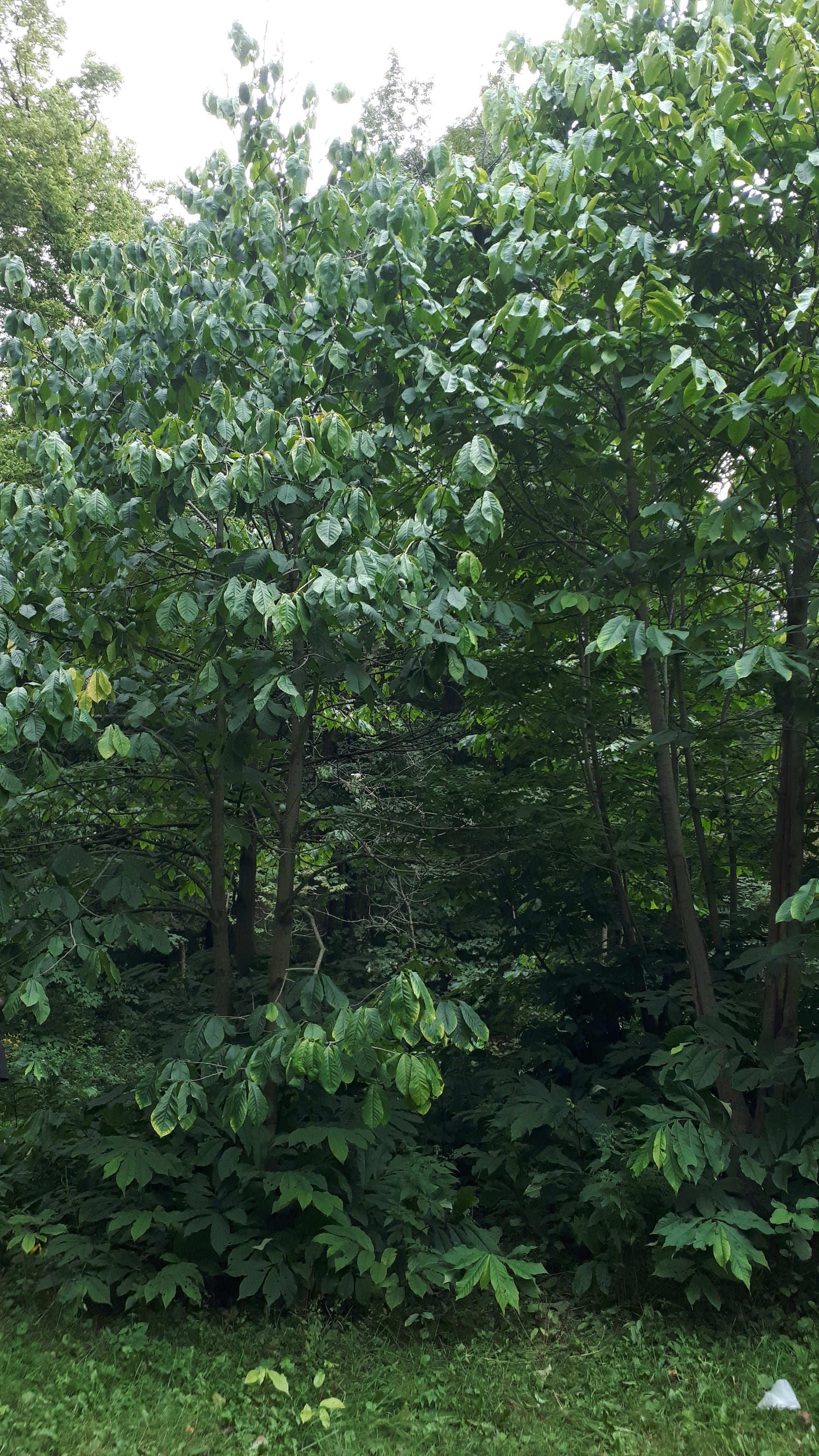 Pawpaw Seedling - view of mature tree