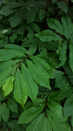 Pawpaw Seedling - view of leaves